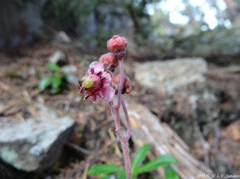 A single flower with some buds, of a pipsissewa by the trail between Fern Lake and Spruce Lake