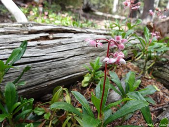 More pipsissewa growing in a coniferous on the rote to Spruce Lake