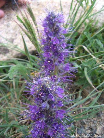 Two purple flower spikes of the purple fringe surrounded by yellow dots which are the yellow tipped stamens of the flowers