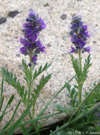 Two blooming purple fringe plants side by side in front of a boulder