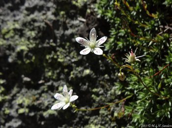 Two dainty flowers of the dotted saxifrage