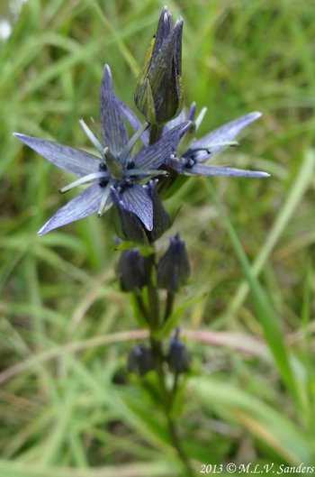 Two star gentian flowers photographed in a moist area on the trail to Black Lake