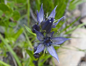 Star gentian flowers and buds that were seen on a hike to Fern and Odessa Lakes.