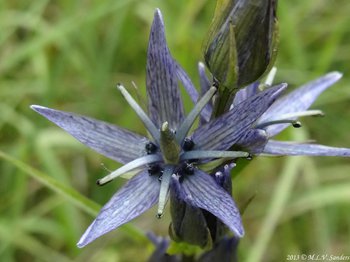 In a close-up view of a star gentian, blue or purple irregular stripes cover the lower petals white background fl