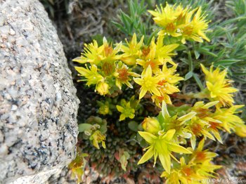 Yellow Stonecrop, a common plant in rocky areas.