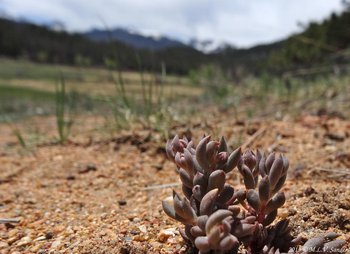 The succulent yellow stonecrop without its flowers in Late May in the montane zone