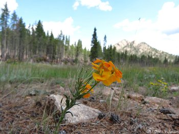 An orange western wallflower near Lily Lake in Rocky Mountain National Park