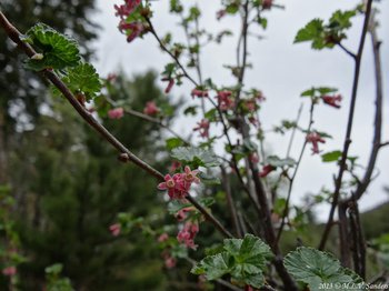 A blooming wax currant seen during a late May stroll around Beaver Meadows.