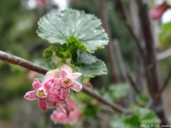This closeup view on end of the wax currant flowers shows five petals and the tubular shape of the flowers is not apparent.