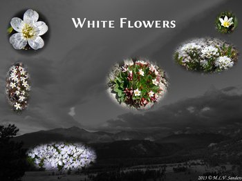 images of white flowers with background of Rocky Mountain National Park