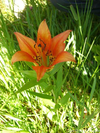 A mountain woodlily growing in Rocky Mountain National Park. This plant typically has one to three orange or red flowers.