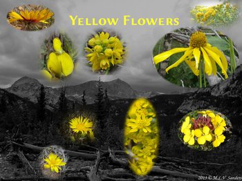 images of yellow flowers with background of Rocky Mountain National Park
