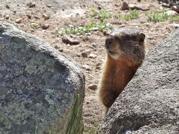 A yellow-bellied Marmot peering at passing hikers from behind a boulder on the Cub Lake trail