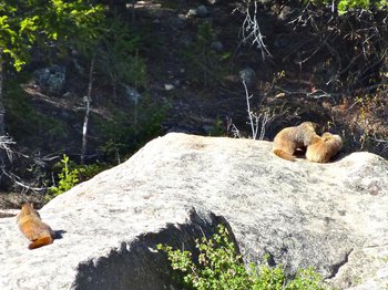 Young marmots playing on a boulder next to the Cub Lake Trail in late May