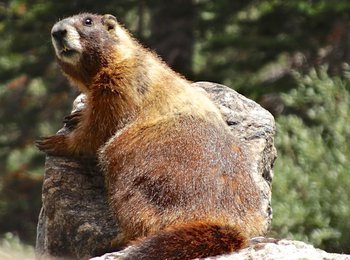 This old marmot appears to be looking inquisitively over its shoulder, possibly at a  passing hiker taking a photograph