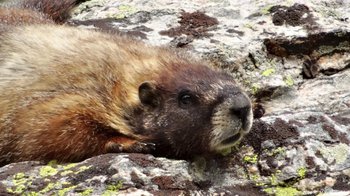 A marmot laying flat on a lichen covered boulder with its eyes wide open