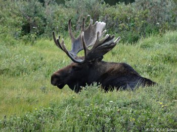 A large moose with impressive antlers leaving a tall thicket of willows next to Brainard Lake in the Indian Peaks