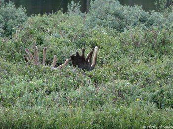 A moose is hidden in the willows but its antlers protrude above the willows