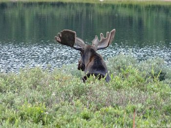 A moose at Brainard Lake