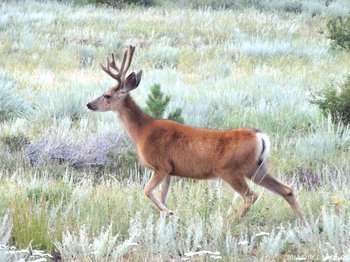 A mule deer buck on the grounds of the YMCA of the Rockies