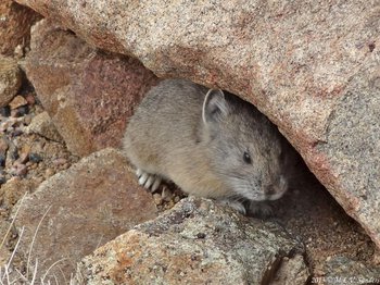 A pika on the side of Trail Ridge Road above Rainbow Curve parking lot in late May