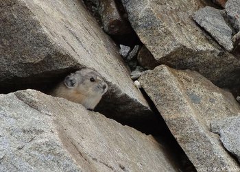 A pika peering out from the gap between two very large rocks