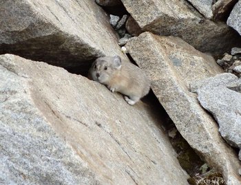 This pika has its cute feet where they can be seen