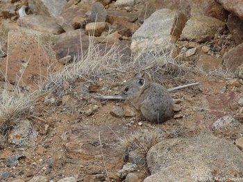 In late May, a pika pauses in its scampering