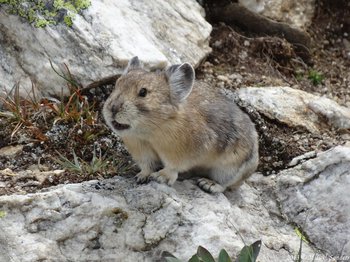 An attentive pika on Ute Trail West