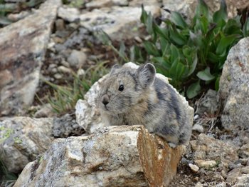 pika on Ute Trail West with an interesting mottled coat of mostly brown and grey