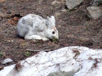 A snowshoe hare in late May along the Bear Lake Trail, RMNP