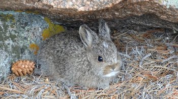 young snowshoe hare hiding under a small boulder along the Lookout Mountain Trai, RMNP