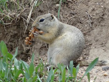 Wyoming ground squirrel feasting outside of Hyde Chapel on the grounds of the YMCA of the Rockies