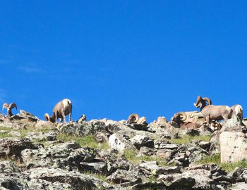 A group of bighorn rams grazing on Twin Sisters in RMNP just above the trail to the summit.