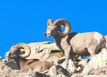Two bighorn rams on Twin Sisters amongst the boulders. RMNP