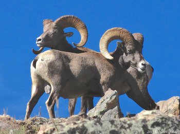 Two bighorn rams on Twin Sisters in Rocky Mountain National Park