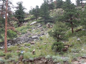 A heard of bighorn rams that we saw when traveling on US 34 in Big Thompson Canyon, Colorado