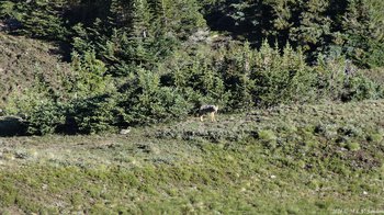 A coyote seen from Ute Trail West RMNP. It was leery and kept a eye on us.