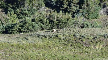 coyote on Ute Trail West, RMNP, laying down with his paws stuck out front, watching us watching him