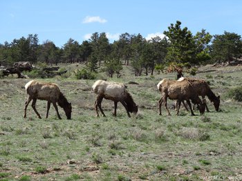 Elk grazing in Beaver Meadows, RMNP, in late May. They are very shaggy, shedding their winter coats.