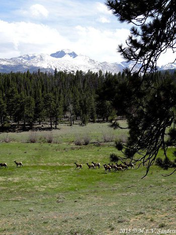 A herd of elk running through Beaver Meadows, RMNP, in late May.