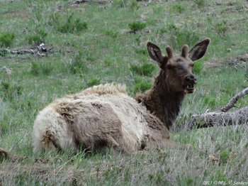An elk in Beaver Meadows, RMNP in late May. His winter fur is shedding.