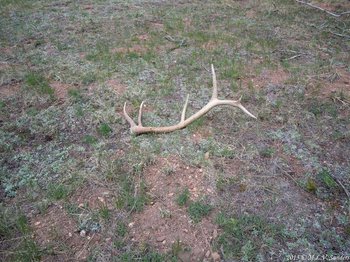 An elk antler laying on the ground near Beaver Meadows, RMNP, in late May.
