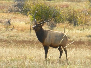 An elk in Beaver Meadows, RMNP.