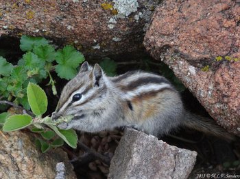 NoticDistinctive white and dark brown stripes on the Least Chipmunks face and body, RMNP
