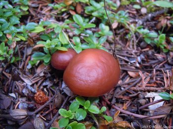 RMNP, Two plain brown mushrooms growing close to the forest floor.