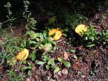 RMNP, Three yellow mushrooms in the sun.