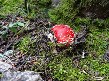 RMNP, A mushroom, red with white spots,  that we saw on the way to Spruce Lake.