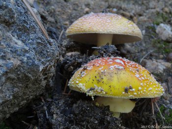 RMNP, wo yellow-white-red mushrooms poking through the dirt near lily Lake.