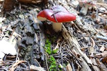 colorado_mushrooms-and-fungi_07.jpg